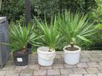 Yucca - 3 planten voor 10 €/stuk of 25 € voor 3, Tuin en Terras, Zomer, Vaste plant, Ophalen of Verzenden, Overige soorten