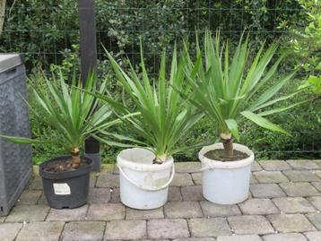 Yucca - 3 plantes à 10 €/pièce ou 25 € les 3