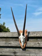 Schedel oryx taxidermie, Ophalen of Verzenden