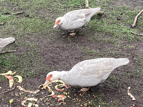 Barberie,muskus, eenden, 2023 kleur zilvergrijze te koop., Dieren en Toebehoren, Pluimvee, Eend, Meerdere dieren