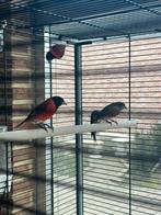 Kapoetsensijsen, Dieren en Toebehoren