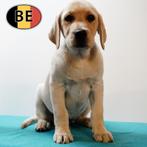 Labrador (blond) - Belgisch pups te koop, Dieren en Toebehoren, België, CDV (hondenziekte), 8 tot 15 weken, Labrador retriever