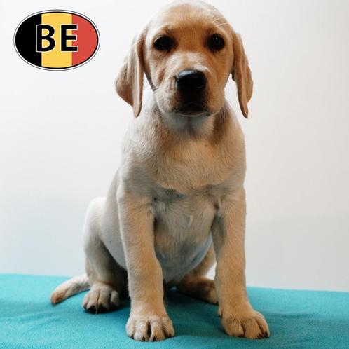 Labrador (blond) - Belgische pups te koop, Dieren en Toebehoren, Honden | Retrievers, Spaniëls en Waterhonden, Reu, Labrador retriever