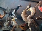 Verzameling taxidermie/opgezette dieren, Verzamelen, Dierenverzamelingen, Ophalen of Verzenden, Zo goed als nieuw, Vogel, Opgezet dier