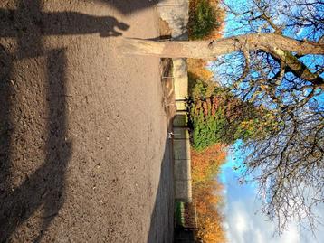 Ik zoek een 6 tal gewone legkippen  beschikbaar voor biedingen