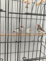 Trio Zebravinken te koop, Dieren en Toebehoren, Meerdere dieren, Tropenvogel, Geringd