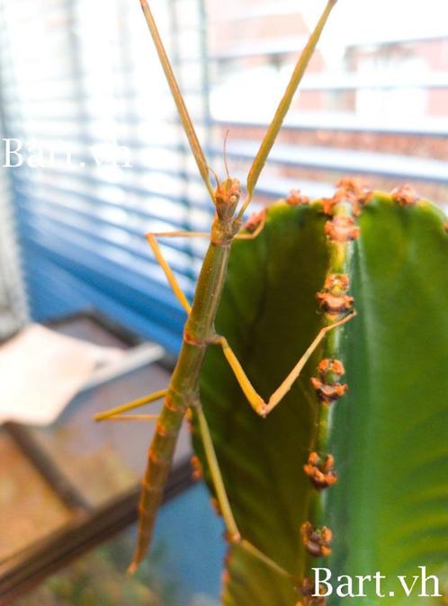 Wandelende takken Entoria nuda, Dieren en Toebehoren, Insecten en Spinnen, Wandelende tak