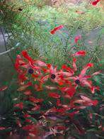 Full red flamingo sword tail guppen., Dieren en Toebehoren, Vis, Zoetwatervis, Schoolvis
