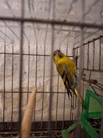 Un bon màl tarain bagué bon chanteur 2025