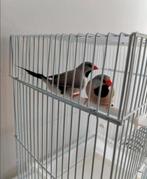 Differents exotiques à vendre / verschillende exoten te koop, Dieren en Toebehoren, Vogels | Overige Vogels