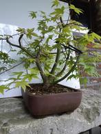 Acer multitrunc Bonsai, Tuin en Terras, Planten | Bomen, Ophalen