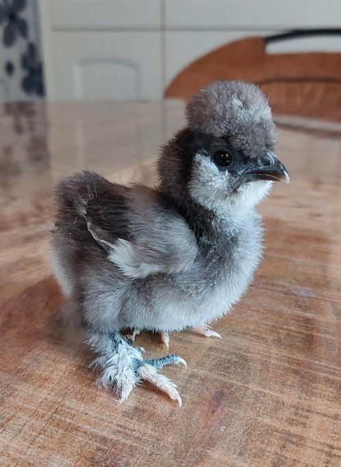 Ingeënte USA zijdehoender henkuikens., Dieren en Toebehoren, Pluimvee