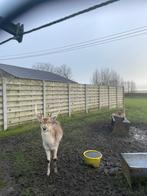 herte bok, Dieren en Toebehoren, Schapen, Geiten en Varkens, Mannelijk