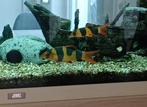 2 grote clownbotia, samen 30€ ±10 - 14cm, Dieren en Toebehoren, Vis, Zoetwatervis