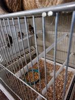 Barmsijsen zonder dna4, Dieren en Toebehoren, Vogels | Overige Vogels