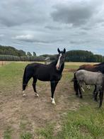 Top fokmerrie 145  niveau drachtig, Dieren en Toebehoren, Paarden