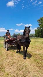 Braaf betrouwbaar familiepaard, Dieren en Toebehoren, Paarden, Merrie, M
