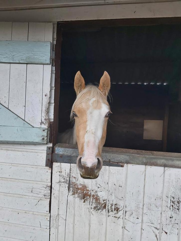 Weidemaatje aangeboden, Dieren en Toebehoren, Paarden, Merrie