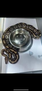 Konings python, Dieren en Toebehoren, Reptielen en Amfibieën, Slang, Tam, 7 tot 10 jaar