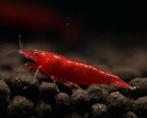 Bloody Mary (Neocaridina) zoetwater garnalen, Dieren en Toebehoren, Kreeft, Krab of Garnaal, Zoetwatervis, Schoolvis