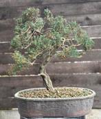 Près bonsai juniperus, Tuin en Terras, Ophalen of Verzenden
