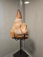 Dent de mosasaure avec mâchoire., Enlèvement ou Envoi