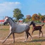 3 jarige merrie met hengstenveulen Quarab arabier x quarter, Dieren en Toebehoren, Paarden, Merrie