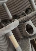 4 chinchilla’s, Dieren en Toebehoren, Chinchilla, Juni, Mannelijk, Tam