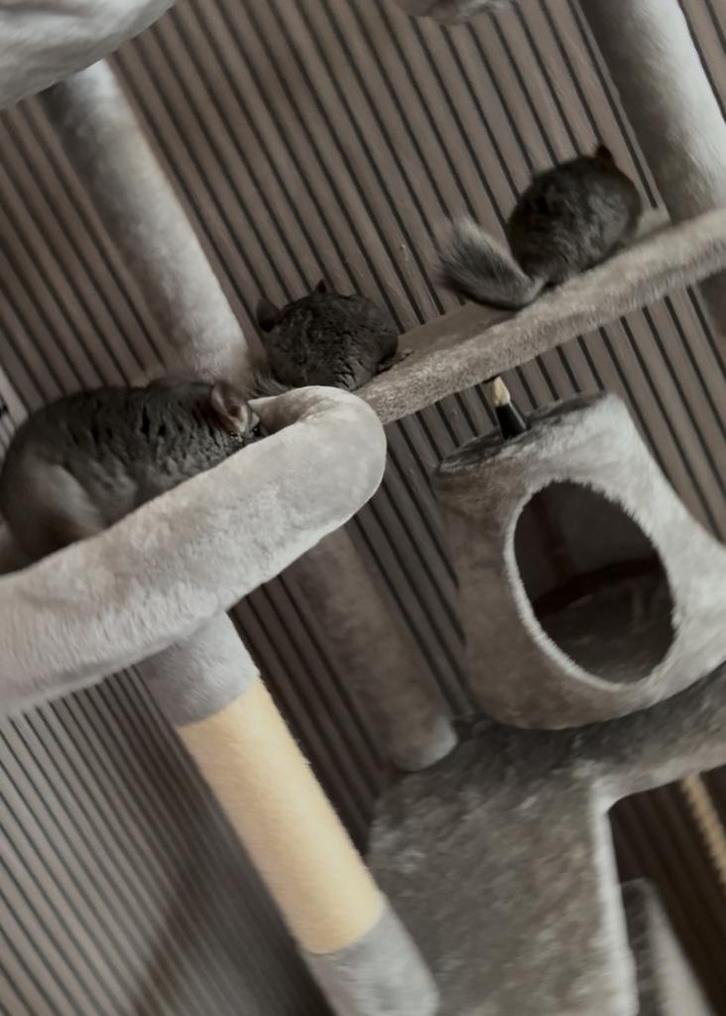 4 chinchilla’s, Dieren en Toebehoren, Knaagdieren, Mannelijk, Chinchilla, Juni, Tam