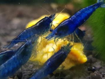 Hobbyaquarium  blue dream garnalen 