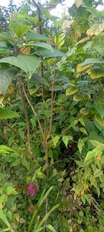 Struiken, Tuin en Terras, Planten | Struiken en Hagen, Ophalen, Overige soorten, Struik, 100 tot 250 cm