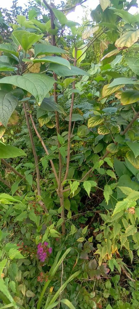 Struiken, Tuin en Terras, Planten | Struiken en Hagen, Struik, Overige soorten, 100 tot 250 cm, Ophalen