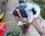 Raszuivere minilopjes, Meerdere dieren, Klein, Hangoor, 0 tot 2 jaar
