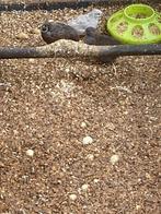 Chinese Dwergkwartels, Dieren en Toebehoren, Vogels | Overige Vogels, Meerdere dieren