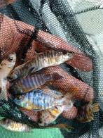 Aulonocara multi colours  5eu of 6st voor 25 eu., Dieren en Toebehoren, Vissen | Aquariumvissen
