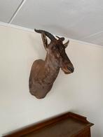 Antilope de Lier montée, Collections, Collections Animaux, Comme neuf, Animal empaillé, Enlèvement ou Envoi