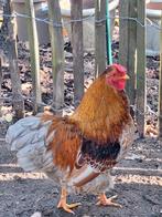 Haan geboren mei 2025, Animaux & Accessoires, Volatiles