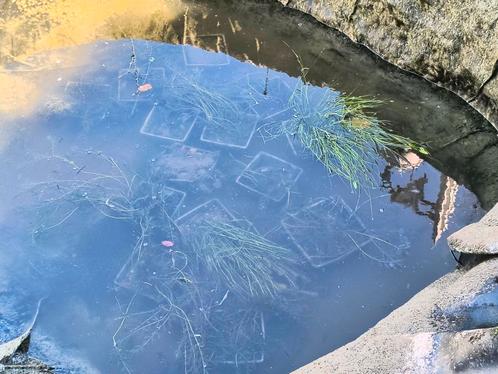 Vijverplanten, Tuin en Terras, Vijvers, Zo goed als nieuw, Ophalen