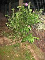 Jonge Hibiscus planten, Tuin en Terras, Volle zon, Vaste plant, Zomer, Ophalen