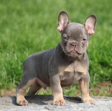 Franse Bulldog pups Lilac-tan beschikbaar voor biedingen