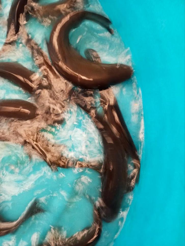 Sea and Doctor of the Pond à vendre, Animaux & Accessoires, Poissons | Poissons d'étang