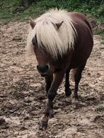 minipaardje, Dieren en Toebehoren, Niet van toepassing, 0 tot 2 jaar, Hengst, A pony (tot 1.17m)