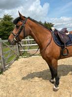 Grote spring D- pony te koop, Dieren en Toebehoren, Pony's, Merrie, D pony (1.37m tot 1.48m), Springpony, 7 tot 10 jaar