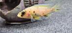 Aulonocara Yellow Berry malawi cichliden hobbykweek, Dieren en Toebehoren, Vissen | Aquariumvissen, Vis, Zoetwatervis