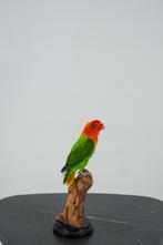 Opgezette oranje agapornis - Wildernis Atelier, Ophalen of Verzenden, Nieuw, Vogel, Opgezet dier