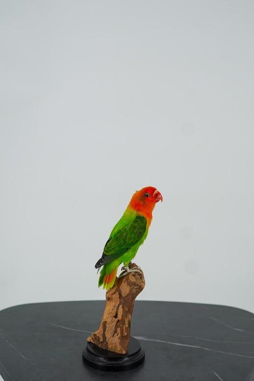 Opgezette oranje agapornis - Wildernis Atelier, Verzamelen, Dierenverzamelingen, Nieuw, Opgezet dier, Vogel, Ophalen of Verzenden