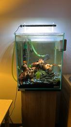 Aquarium+kast met vissen zoetwater, Dieren en Toebehoren, Vissen | Aquaria en Toebehoren, Zo goed als nieuw, Ophalen