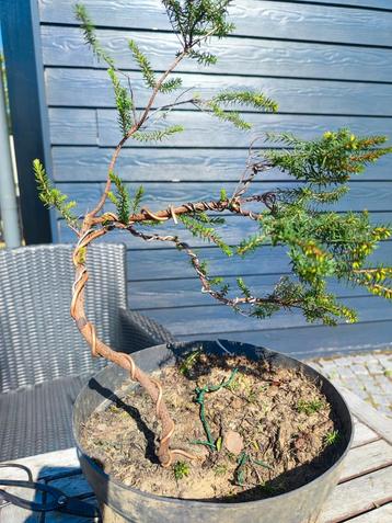 startplant bonsai  heidekruid beschikbaar voor biedingen