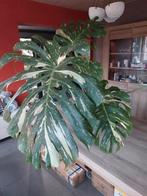 Monstera thai constellation, Huis en Inrichting, Ophalen