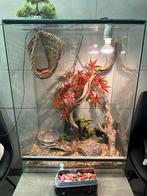 Terrarium met korenslang, Animaux & Accessoires, Reptiles & Amphibiens | Accessoires, Enlèvement